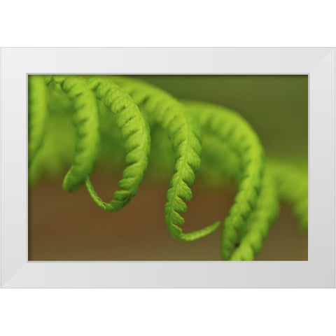 Oregon, Mt Hood NF Lady fern leaves unfurling White Modern Wood Framed Art Print by Terrill, Steve