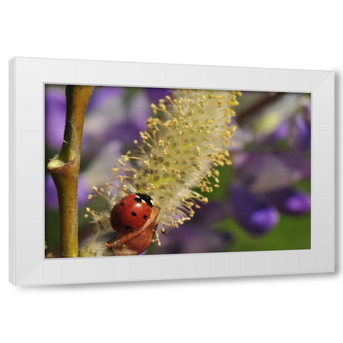 OR, Portland Ladybug on pussy willow bloom White Modern Wood Framed Art Print by Terrill, Steve
