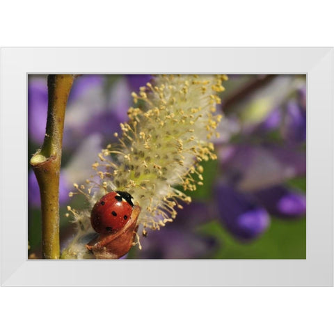 OR, Portland Ladybug on pussy willow bloom White Modern Wood Framed Art Print by Terrill, Steve