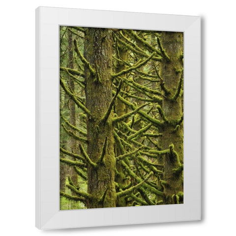 OR, Silver Falls Moss-draped Douglas fir trees White Modern Wood Framed Art Print by Terrill, Steve