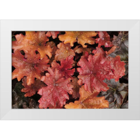 OR, Portland Foliage of peach flambe heuchera White Modern Wood Framed Art Print by Terrill, Steve