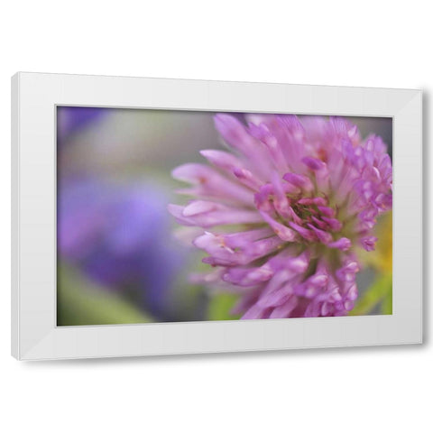 Oregon, Portland Close-up of pink clover bloom White Modern Wood Framed Art Print by Terrill, Steve
