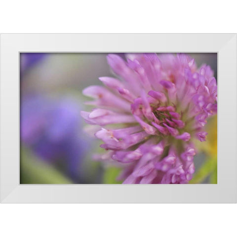 Oregon, Portland Close-up of pink clover bloom White Modern Wood Framed Art Print by Terrill, Steve