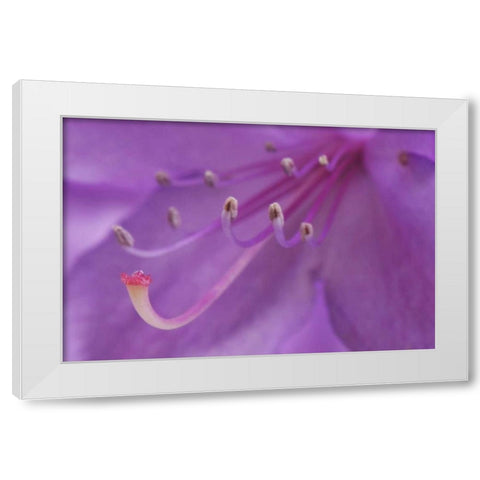 Oregon, Portland A rhododendron flower in garden White Modern Wood Framed Art Print by Terrill, Steve