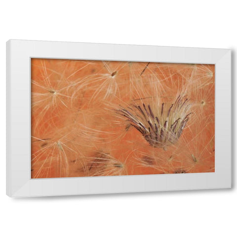 Oregon, Portland Close-up of salsify seed head White Modern Wood Framed Art Print by Terrill, Steve