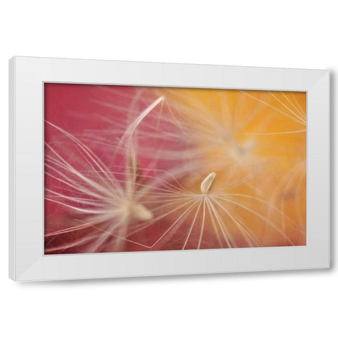 Oregon, Portland Close-up of salsify seed head White Modern Wood Framed Art Print by Terrill, Steve