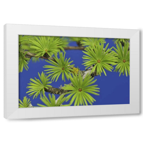 Oregon, Portland Young tamarack tree needles White Modern Wood Framed Art Print by Terrill, Steve