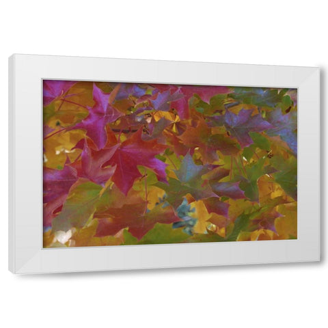 Oregon, Portland Sweet gum tree in autumn White Modern Wood Framed Art Print by Terrill, Steve