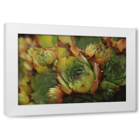Oregon, Portland Close-up of succulent plants White Modern Wood Framed Art Print by Terrill, Steve