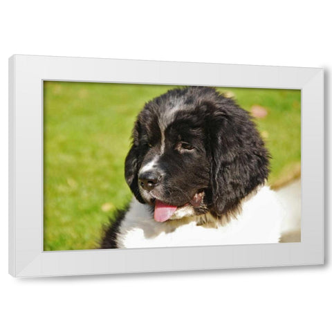 OR, Portland Landseer Newfoundland dog puppy White Modern Wood Framed Art Print by Terrill, Steve