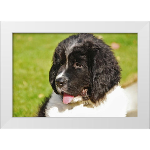 OR, Portland Landseer Newfoundland dog puppy White Modern Wood Framed Art Print by Terrill, Steve