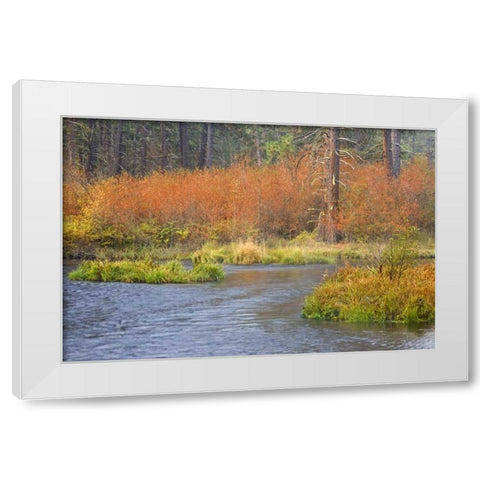 OR, Metolius River Fall along a stream bank White Modern Wood Framed Art Print by Paulson, Don