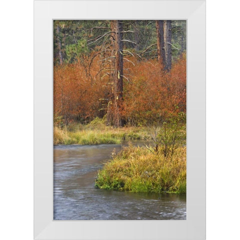 OR, Metolius River Fall along a stream bank White Modern Wood Framed Art Print by Paulson, Don