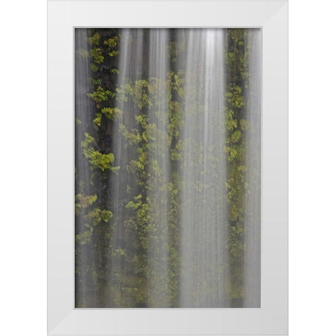 OR, Willamette NF Koosah Falls and ferns White Modern Wood Framed Art Print by Paulson, Don