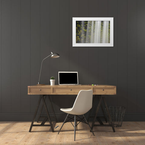 OR, Willamette NF Koosah Falls and ferns White Modern Wood Framed Art Print by Paulson, Don