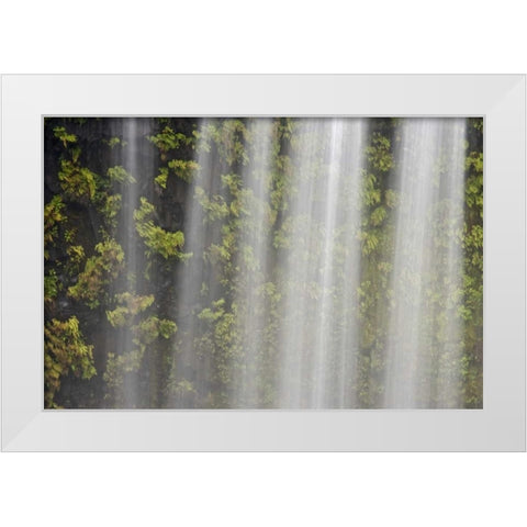 OR, Willamette NF Koosah Falls and ferns White Modern Wood Framed Art Print by Paulson, Don