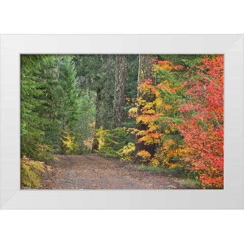 OR, Willamette NF Historic Santiam Wagon Road White Modern Wood Framed Art Print by Paulson, Don
