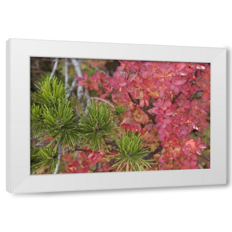 Oregon Huckleberry bush leaves and pine needles White Modern Wood Framed Art Print by Paulson, Don