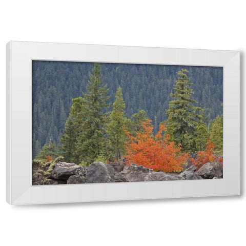 Oregon, Willamette NF Volcanic rock in forest White Modern Wood Framed Art Print by Paulson, Don
