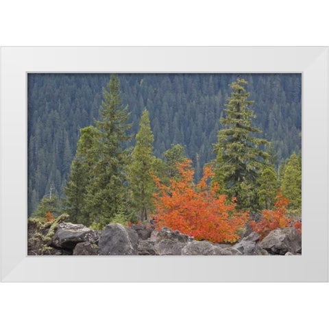 Oregon, Willamette NF Volcanic rock in forest White Modern Wood Framed Art Print by Paulson, Don