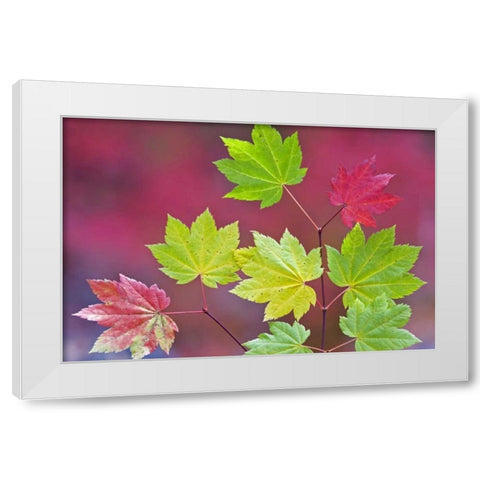 OR, Willamette NF Vine maple leaves in autumn White Modern Wood Framed Art Print by Paulson, Don