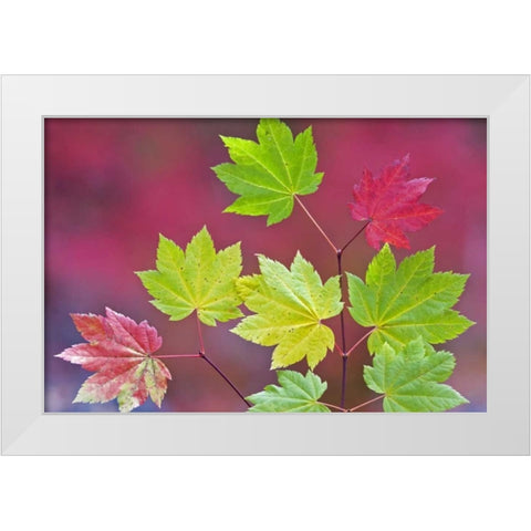 OR, Willamette NF Vine maple leaves in autumn White Modern Wood Framed Art Print by Paulson, Don