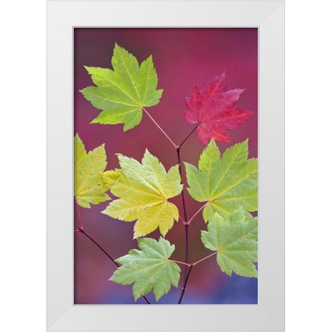 OR, Willamette NF Vine maple leaves in autumn White Modern Wood Framed Art Print by Paulson, Don