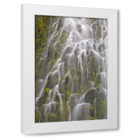 Oregon, Willamette NF View of Proxy Falls White Modern Wood Framed Art Print by Paulson, Don
