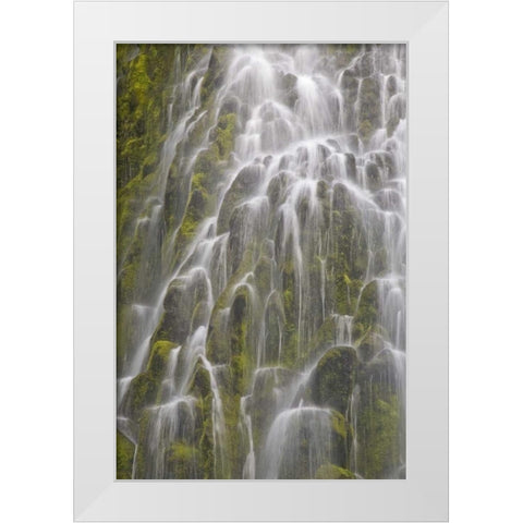 Oregon, Willamette NF View of Proxy Falls White Modern Wood Framed Art Print by Paulson, Don