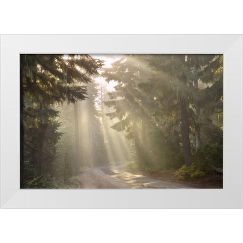 OR, Willamette NF God rays illumine foggy forest White Modern Wood Framed Art Print by Paulson, Don