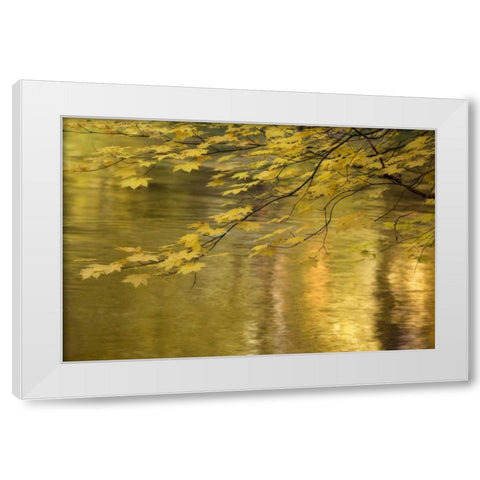 OR, Rogue River NF Vine maple over Rogue River White Modern Wood Framed Art Print by Paulson, Don