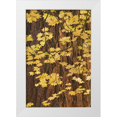 OR, Rogue River NF Vine maple leaves White Modern Wood Framed Art Print by Paulson, Don