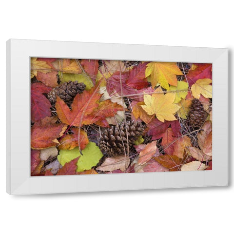 OR, Rogue River NF Forest floor in Autumn White Modern Wood Framed Art Print by Paulson, Don
