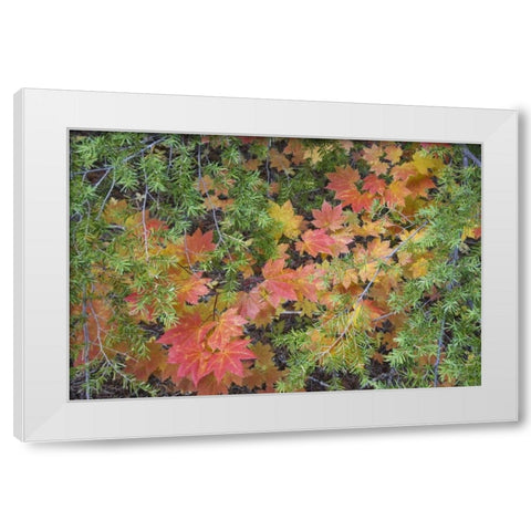 OR, Rogue River NF Vine maple leaves and hemlock White Modern Wood Framed Art Print by Paulson, Don