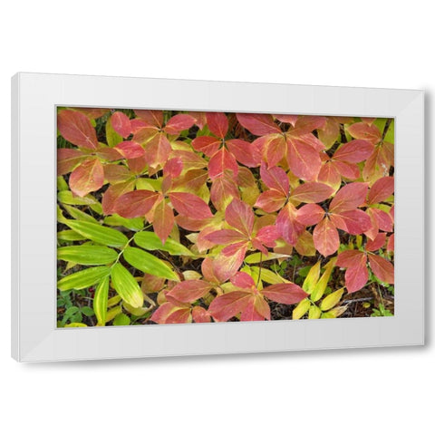 OR, Rogue River NF Dogwood leaves in autumn White Modern Wood Framed Art Print by Paulson, Don