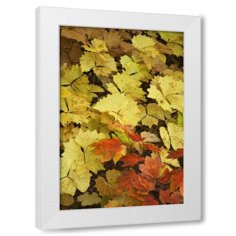 OR, Rogue River NF Leaves on forest floor White Modern Wood Framed Art Print by Paulson, Don