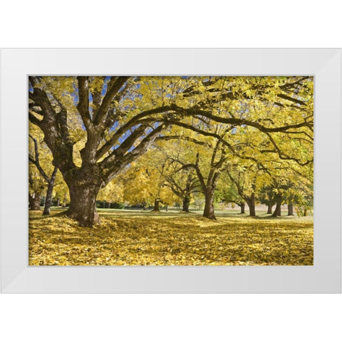 Oregon, Joseph H Stewart Walnut trees in autumn White Modern Wood Framed Art Print by Paulson, Don