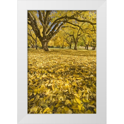 Oregon, Joseph H Stewart Walnut trees in autumn White Modern Wood Framed Art Print by Paulson, Don