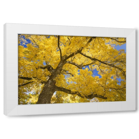Oregon, Joseph H Stewart Walnut tree in autumn White Modern Wood Framed Art Print by Paulson, Don