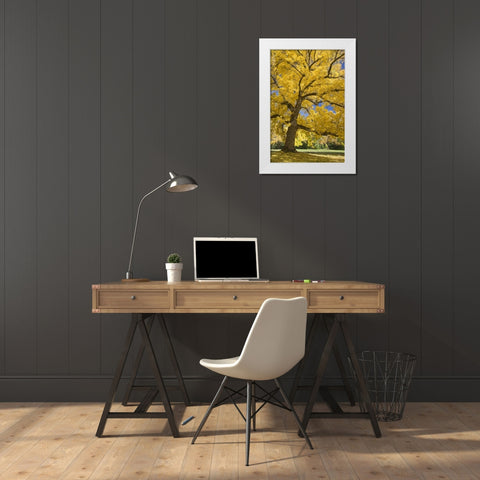 Oregon, Joseph H Stewart Walnut tree in autumn White Modern Wood Framed Art Print by Paulson, Don