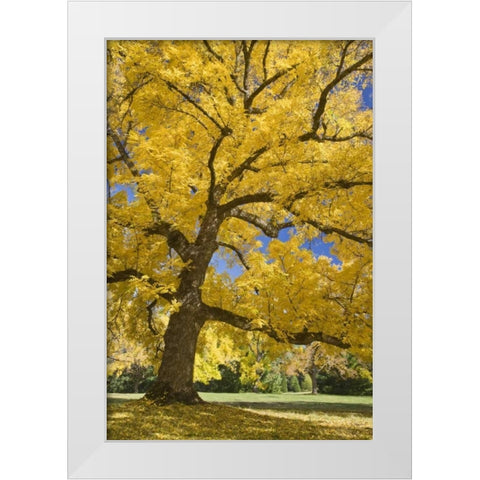 Oregon, Joseph H Stewart Walnut tree in autumn White Modern Wood Framed Art Print by Paulson, Don