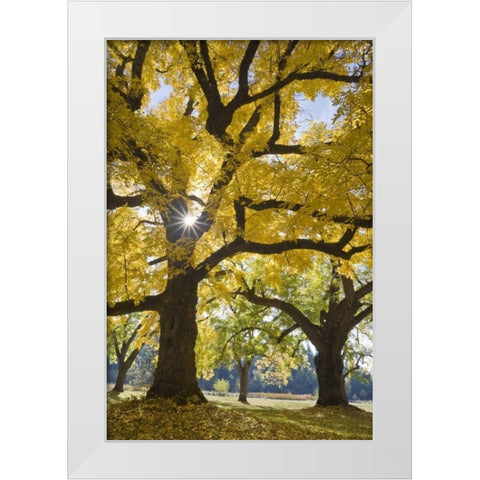 Oregon, Joseph H Stewart Walnut tree in autumn White Modern Wood Framed Art Print by Paulson, Don
