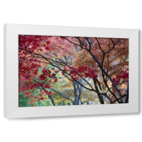 OR, Ashland Lithia Park maple trees in autumn White Modern Wood Framed Art Print by Paulson, Don