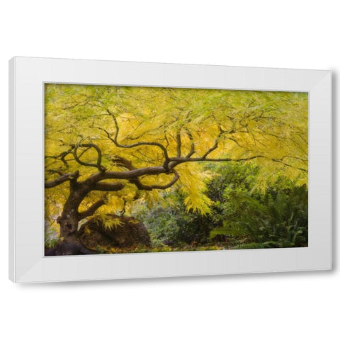 Oregon, Ashland Lithia Park yellow maple trees White Modern Wood Framed Art Print by Paulson, Don