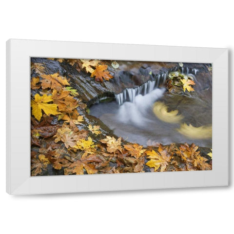 OR, Sweet Creek Maple leaves and stream eddy White Modern Wood Framed Art Print by Paulson, Don