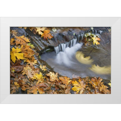OR, Sweet Creek Maple leaves and stream eddy White Modern Wood Framed Art Print by Paulson, Don