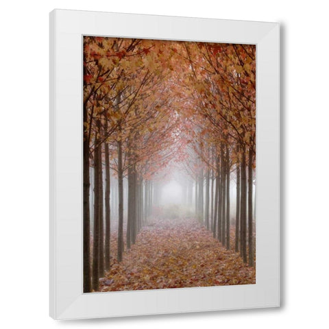 OR, Willamette Valley Autumn-colored maple trees White Modern Wood Framed Art Print by Paulson, Don