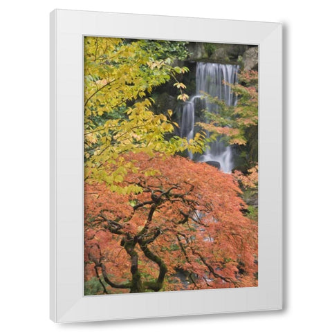 Oregon, Portland Japanese maple and waterfall White Modern Wood Framed Art Print by Paulson, Don