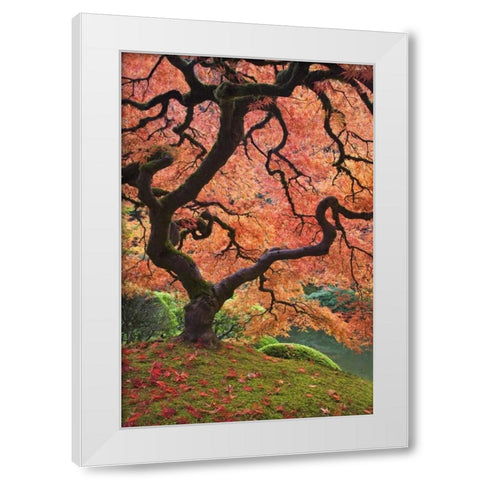 OR, Portland Japanese maple trees in autumn White Modern Wood Framed Art Print by Paulson, Don