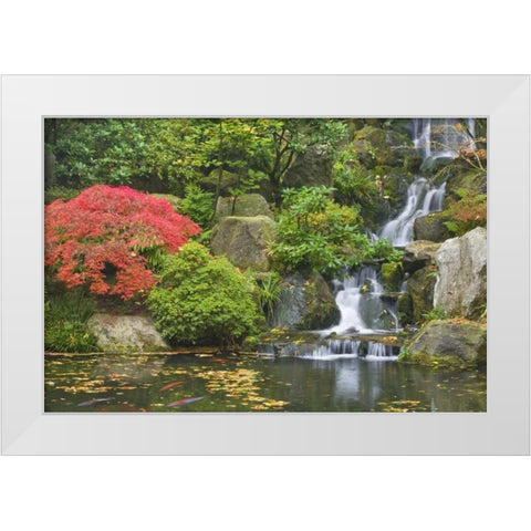 Oregon, Portland Waterfall flows into koi pond White Modern Wood Framed Art Print by Paulson, Don